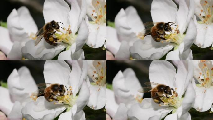 宏射蜜蜂授粉春树白花盛开。慢动作飞行蜜蜂覆盖着花粉，从白色苹果花中收集花蜜。春天的苹果花关闭。