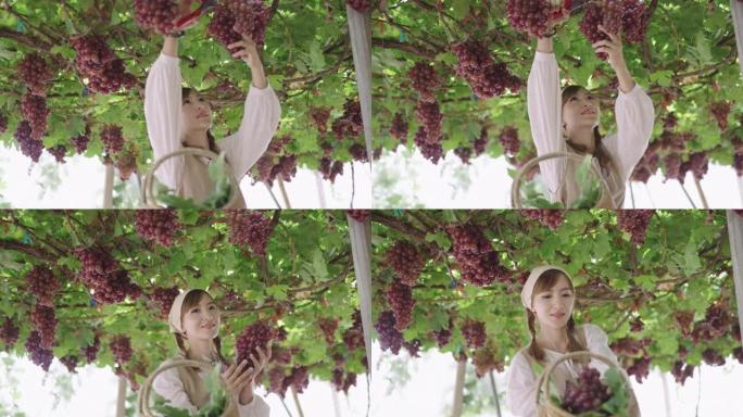 SLO MO: 亚洲女性游客在葡萄园游览时抬头看着葡萄藤，用修枝剪剪一束。