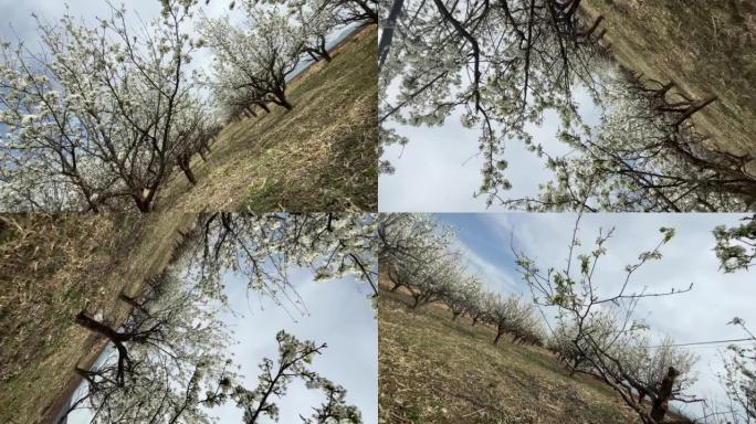 春天的苹果梨果园果业大地回馈生长