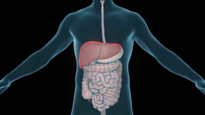 胃肠道疾病诊断的概念。肝脏疾病。人体和器官的扫描。3d渲染。