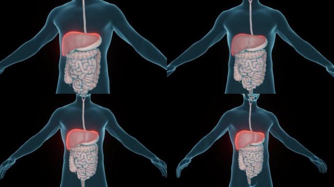 胃肠道疾病诊断的概念。肝脏疾病。人体和器官的扫描。3d渲染。