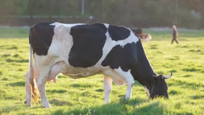夏季在绿色农场牧场上放牧的奶牛。在农田草地上饲养牛