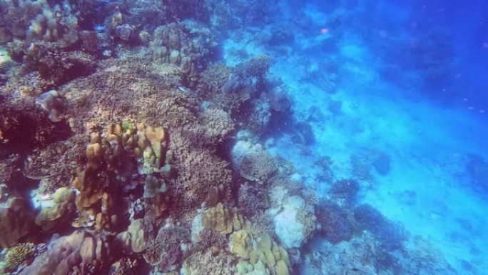 在泰国攀牙素林岛国家公园美丽的珊瑚礁里，成群的珊瑚鱼