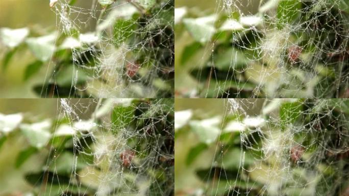 美丽的蜘蛛网，夏天下雨后的早晨，树枝上有露珠