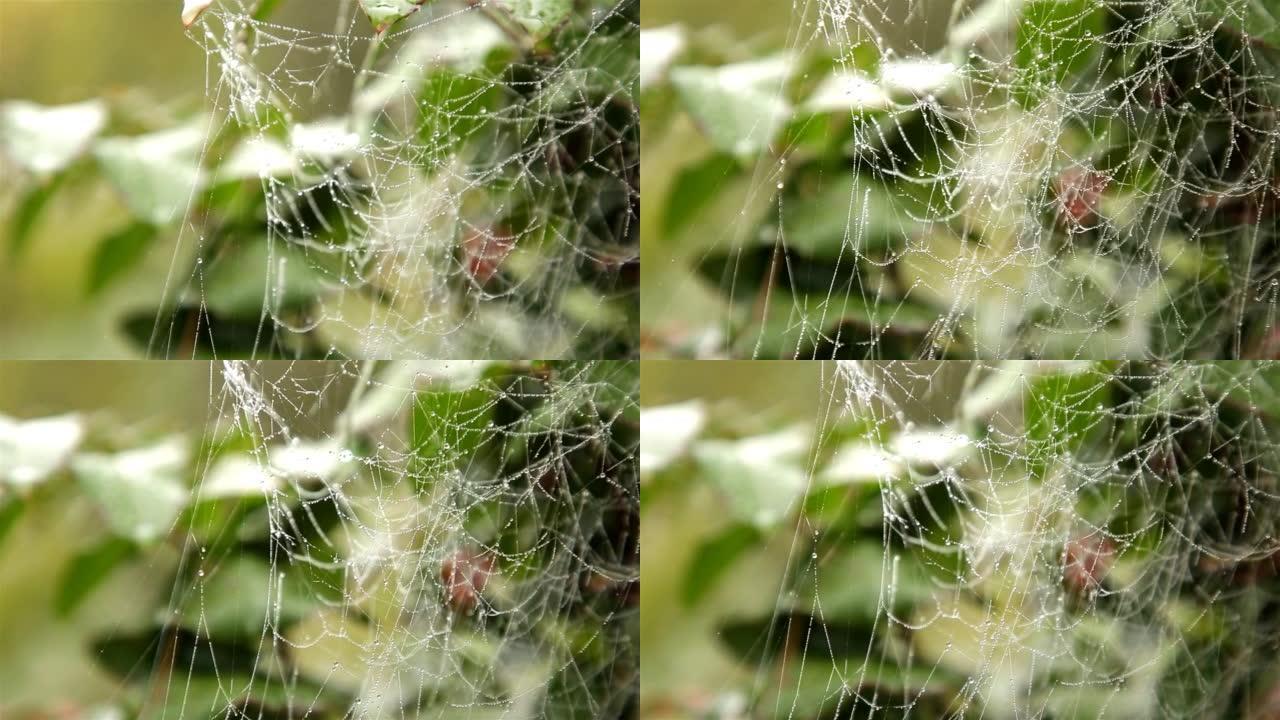 美丽的蜘蛛网，夏天下雨后的早晨，树枝上有露珠