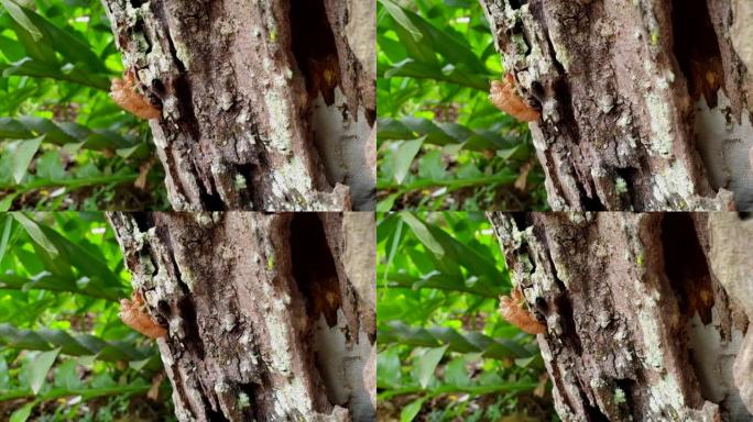 热带昆虫周期即将到来的树干季节留下的蝉皮蜕皮