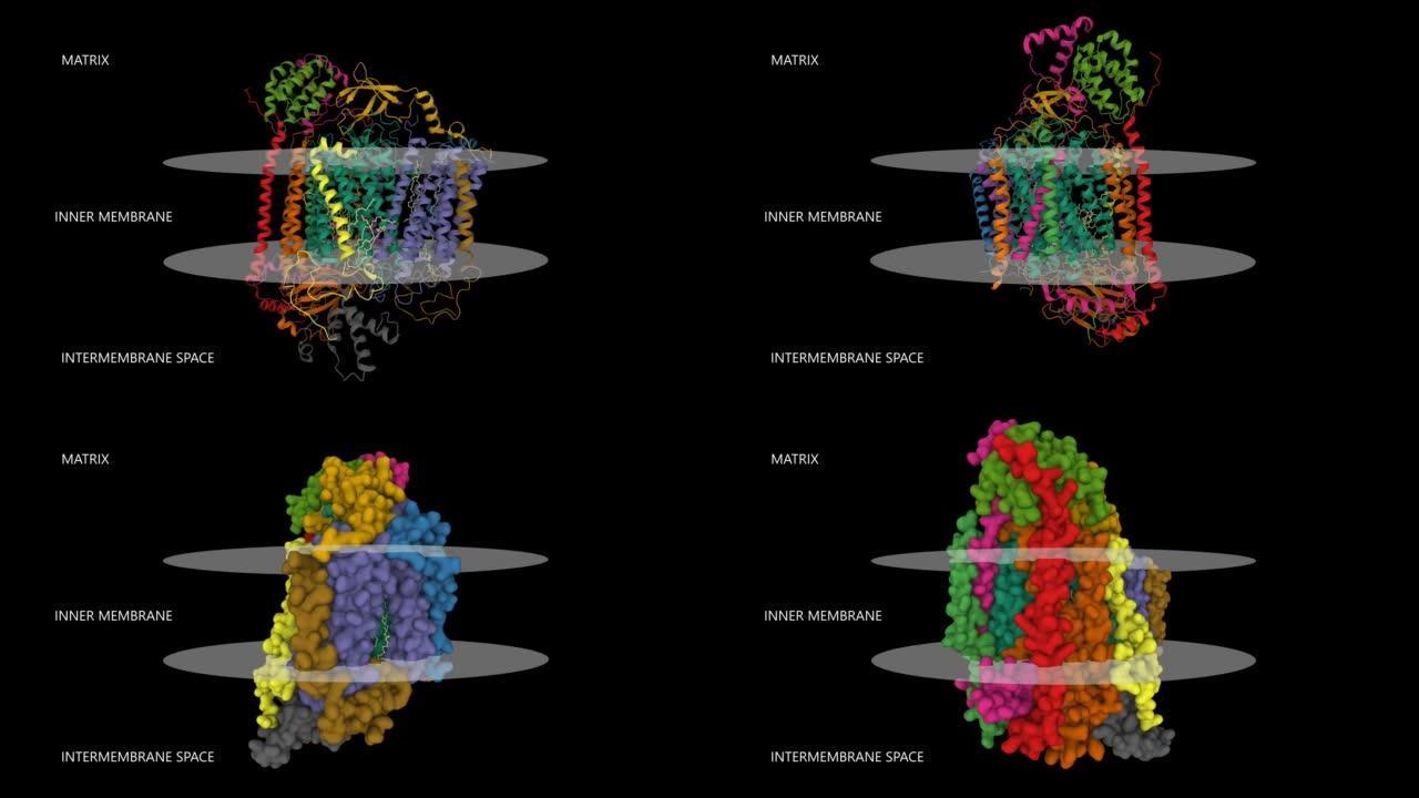 人细胞色素c氧化酶的结构