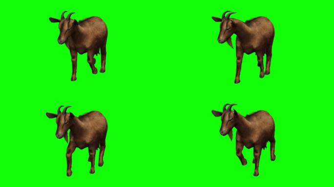 山羊在绿色屏幕上行走