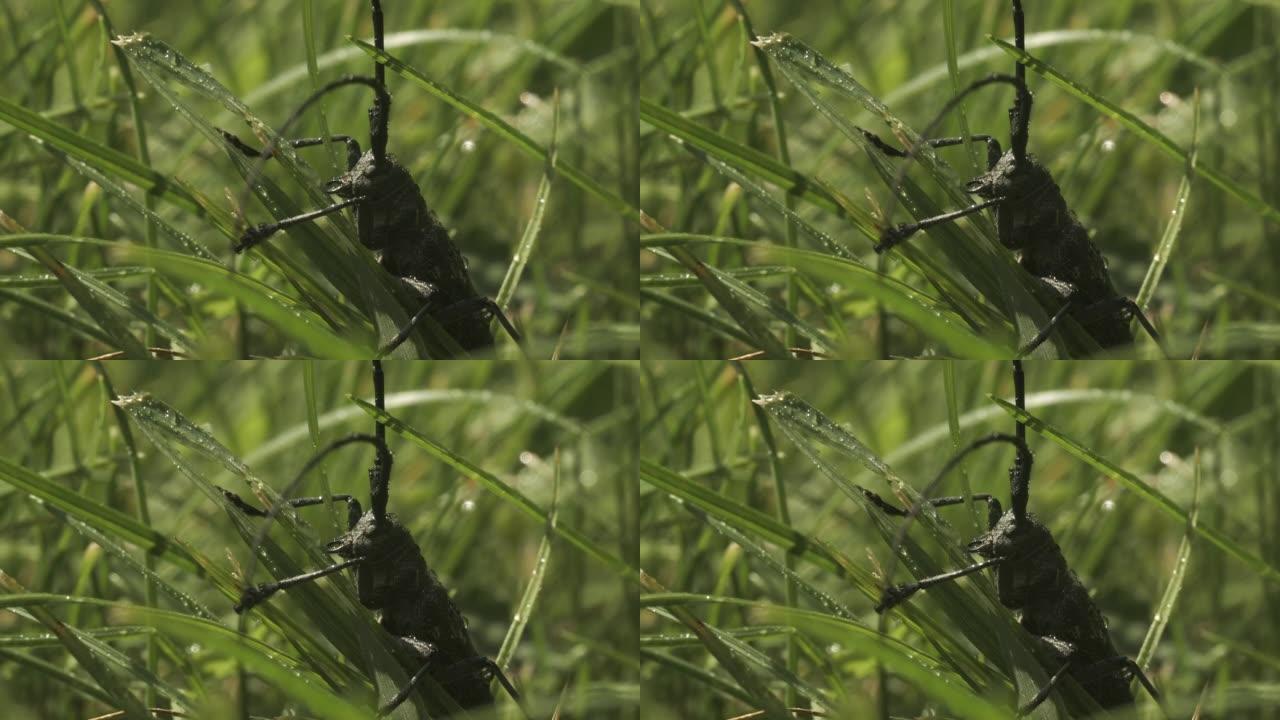 草地上的大蝗虫。创意。雨时草地上的大黑甲虫。甲虫或蝗虫在雨中坐在草地上。夏季草地的宏观