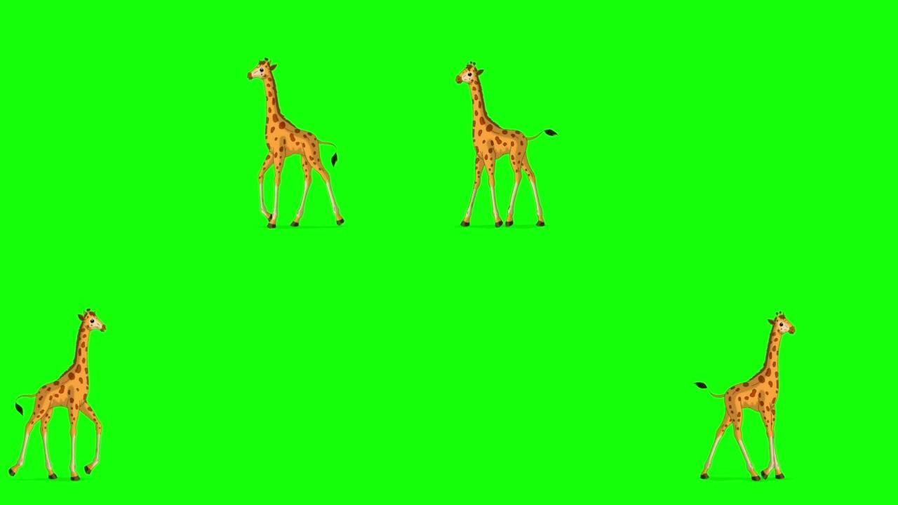 小长颈鹿来回走色度键远射
