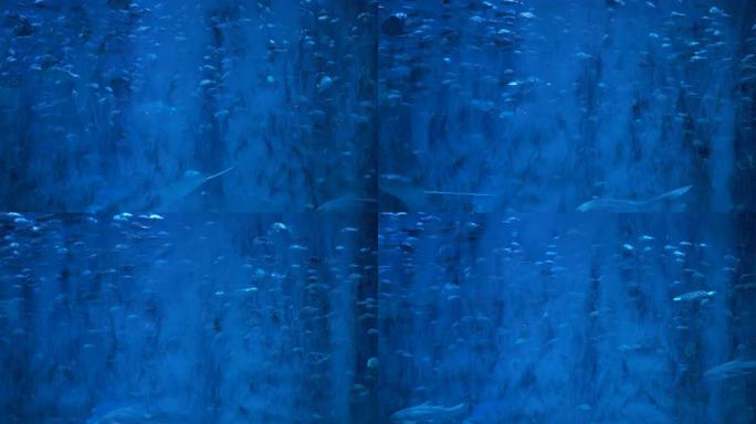 海月水母半透明蓝色浅色和深色背景特写