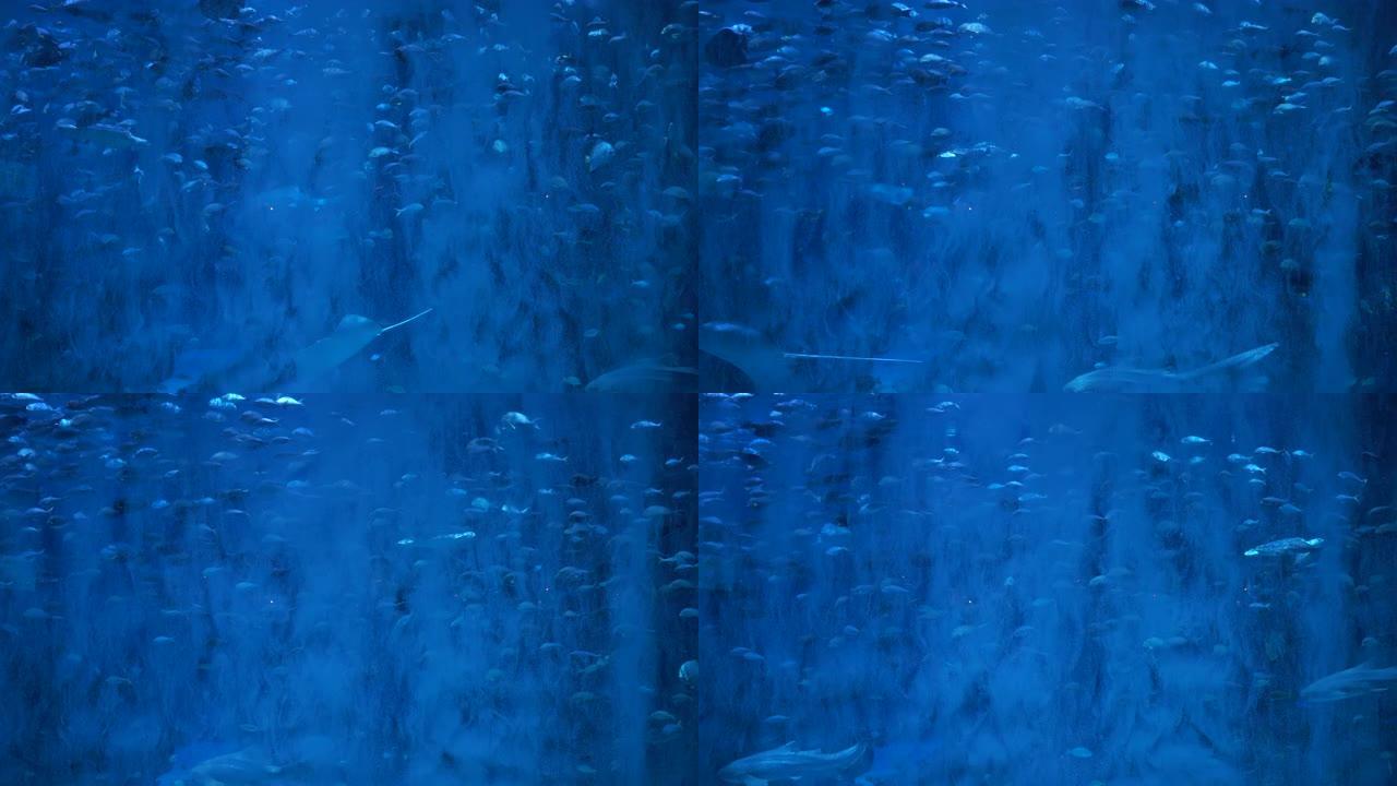 海月水母半透明蓝色浅色和深色背景特写