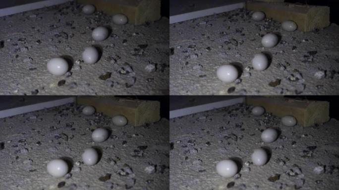 鸽子蛋在大楼的屋顶里，两个蛋在阁楼的鸽巢里，