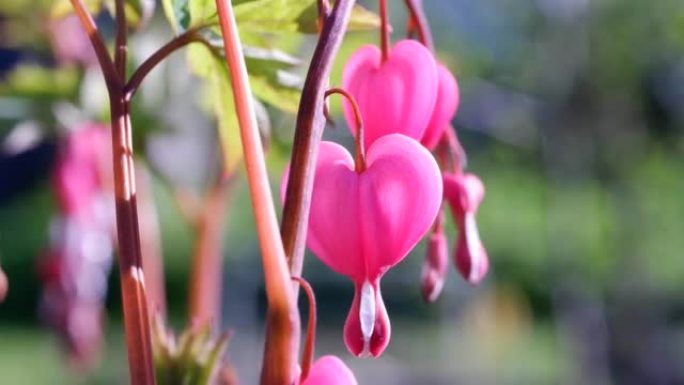 粉红的双子花或Lamprocapnos spectabilis，流血的心，输卵管的芽也称为七弦花，心