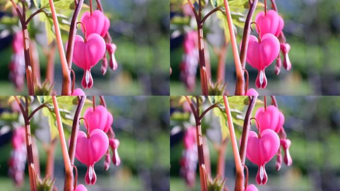 粉红的双子花或Lamprocapnos spectabilis，流血的心，输卵管的芽也称为七弦花，心