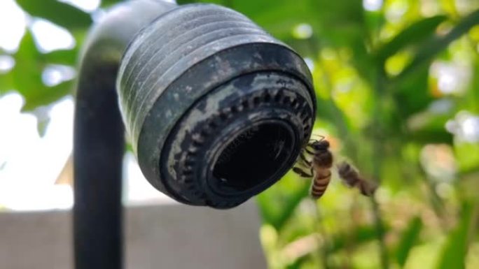 蜜蜂喝水