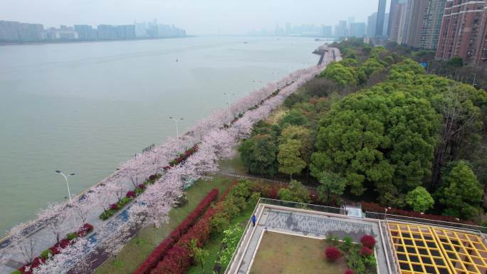 杭州 江边樱花跑道