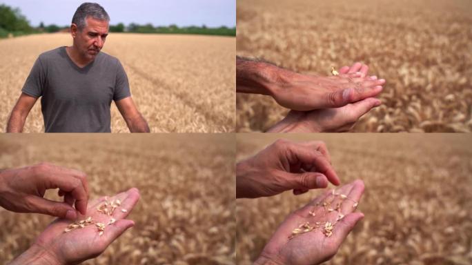 成熟的农民走过金色的麦田，检查手里的谷物质量