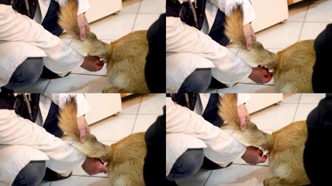男性兽医，用温度计测量狗的肛门温度