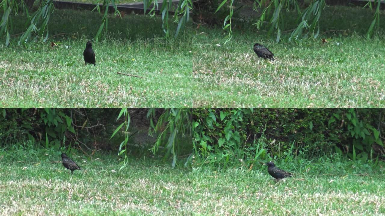野生森林鸟普通八哥在春天的草地上寻找蠕虫