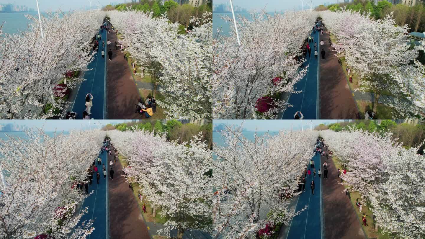 杭州 江边樱花跑道