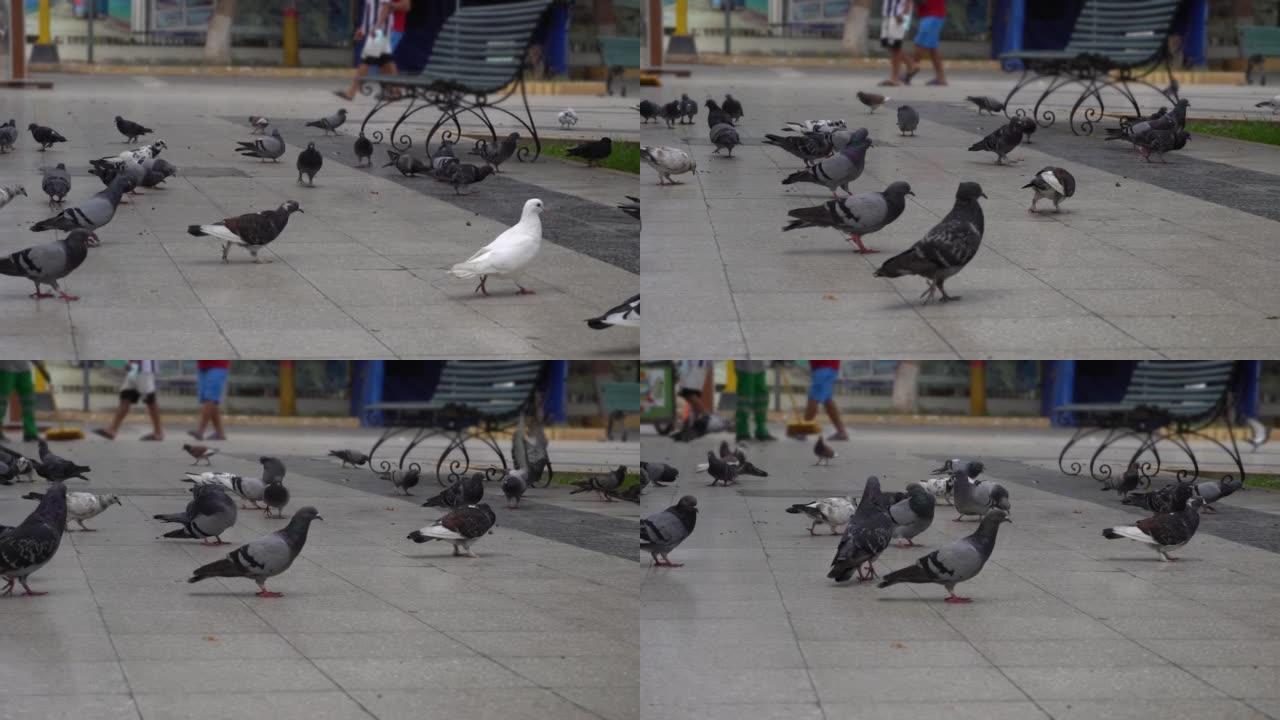 从许多鸽子走路寻找食物的前景的地板上看