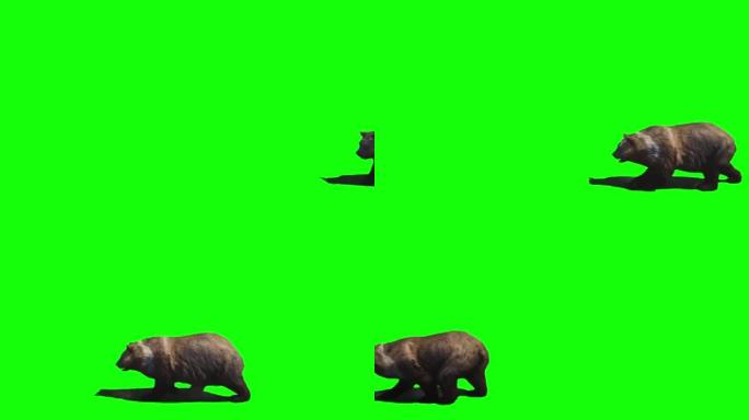 熊在绿色屏幕上行走