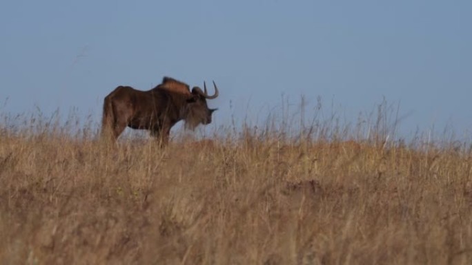 一只野生黑牛羚站在田野地平线上的4k视频