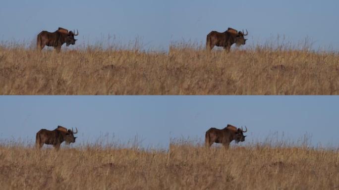 一只野生黑牛羚站在田野地平线上的4k视频