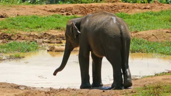 斯里兰卡Pinnawala大象孤儿院的大象