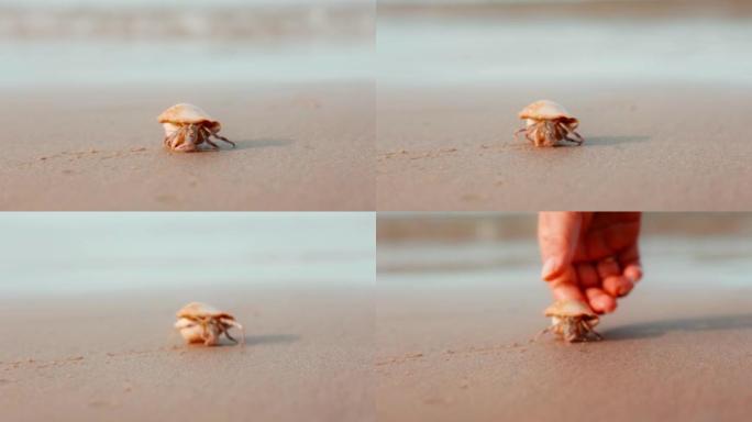 通过在海滩上捕获寄居蟹来破坏生态系统的人手的特写