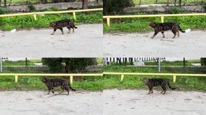 城市野猫漫步野猫管理野猫漫步