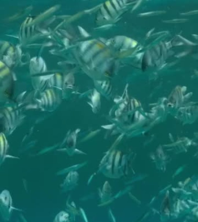 不同种类的热带鱼在富含浮游生物的地表水中觅食。视觉上可分辨的浮游生物丰富的水层(罕见现象