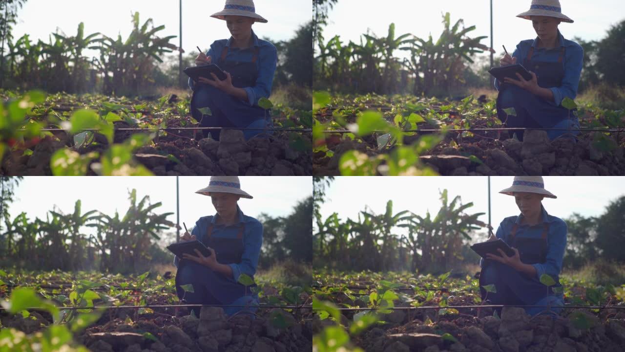 年轻的女农民用数字平板电脑检查农业种植的完整性。