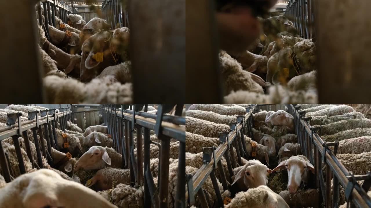 羊群农场上的绵羊