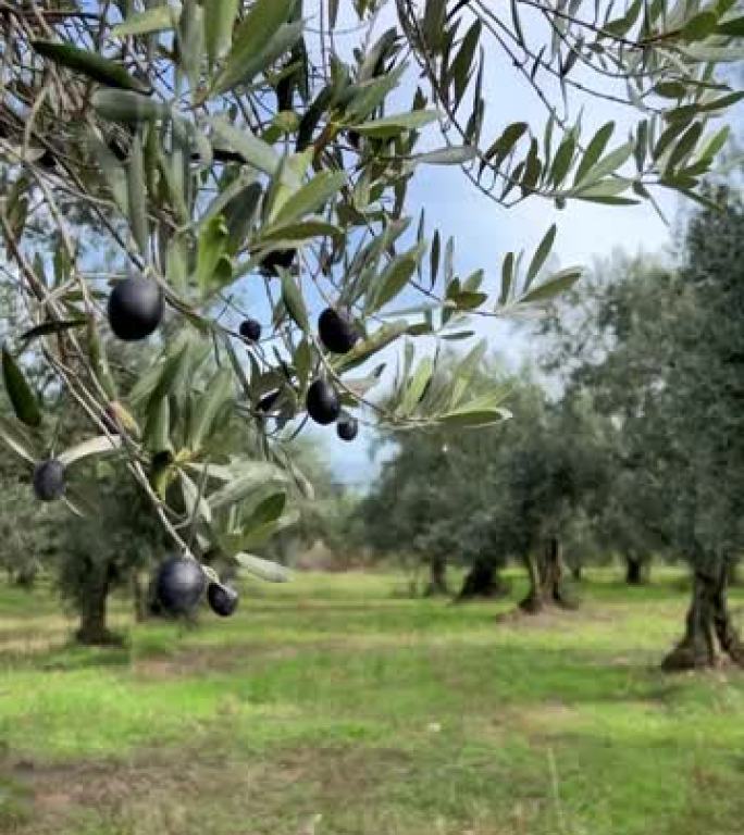 花园树上的黑橄榄果实，垂直