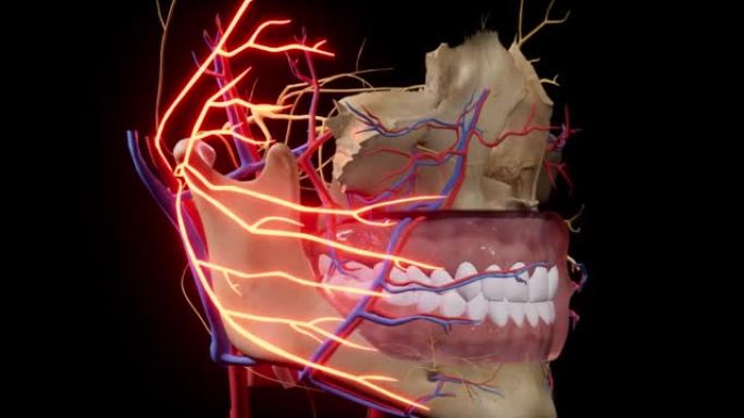 面神经发炎。面部头骨。头部的面部神经解剖。3d动画