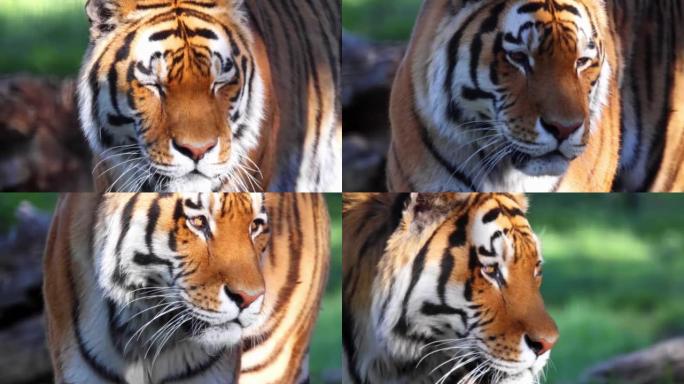 靠近西伯利亚虎或东北虎。一种老虎亚种Panthera tigris，原产于俄罗斯远东地区，中国东北地
