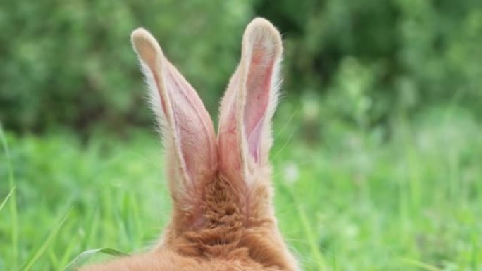 春天，花园里有一只大耳朵，特写镜头，在绿色多汁的草地上，一只有趣的红色兔子的肖像。
