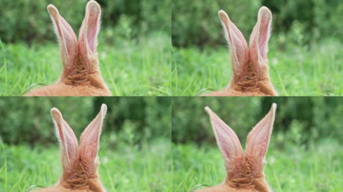 春天，花园里有一只大耳朵，特写镜头，在绿色多汁的草地上，一只有趣的红色兔子的肖像。