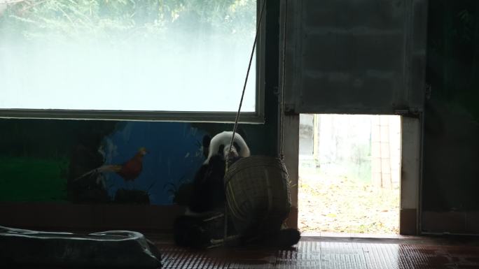 广州动物园大熊猫
