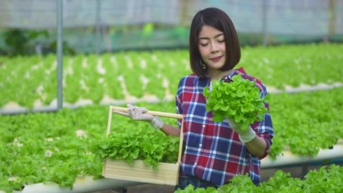 亚洲女性年轻农民在温室中种植的水培农场检查沙拉蔬菜，以控制我们的农业农场和水果产品小企业的质量。