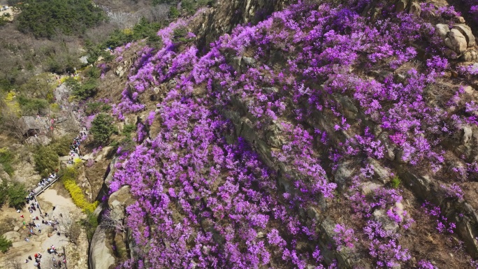 航拍大珠山春天的杜鹃花