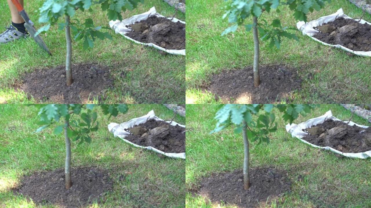 一个年轻人在花园里工作时种了一棵橡树。维护和平、自然、环境和生态的概念。