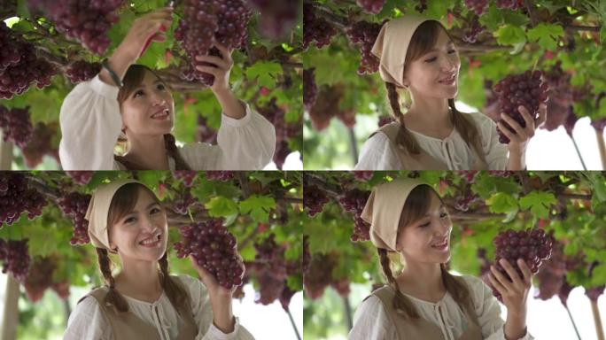 美丽的女士喜欢收获葡萄，用剪刀剪一束红葡萄。她也笑着看着相机。