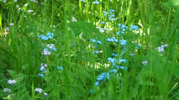 阳光充足的草坪上的蓝色野花。