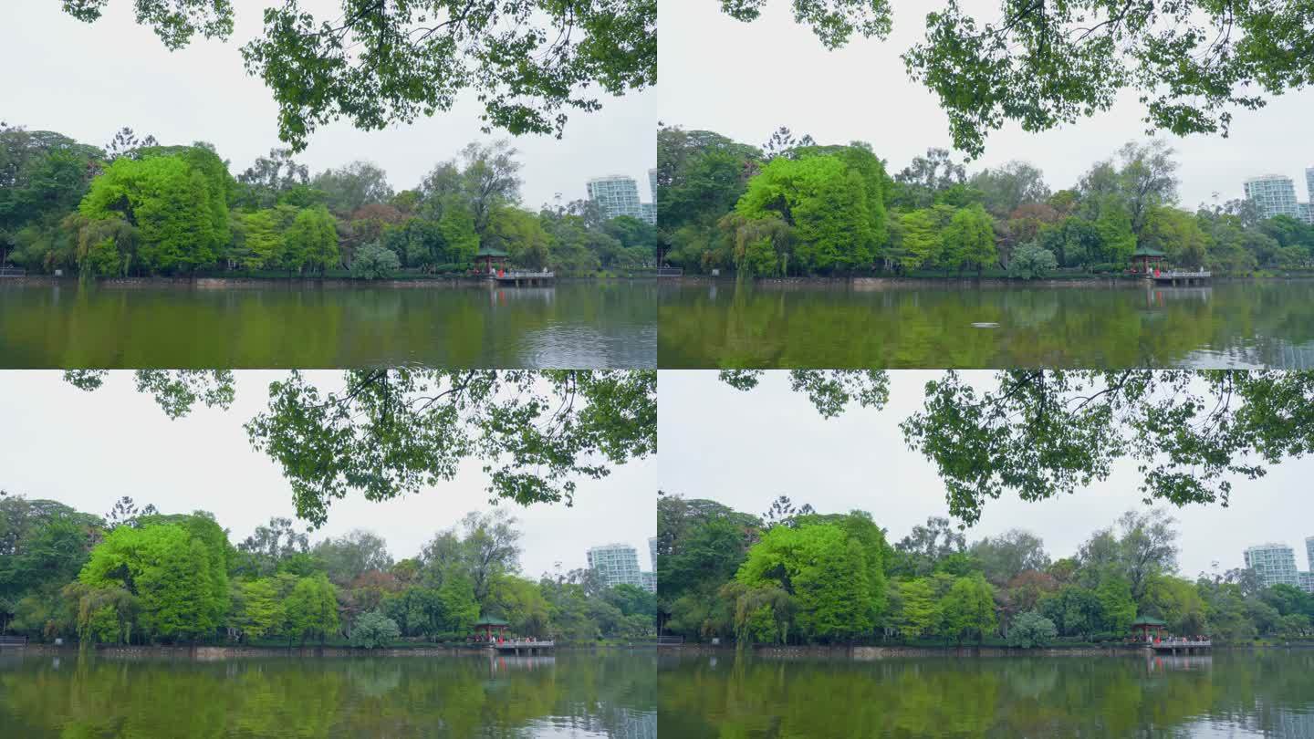 4K实拍雨后广州天河公园绿树亭台楼阁湖水