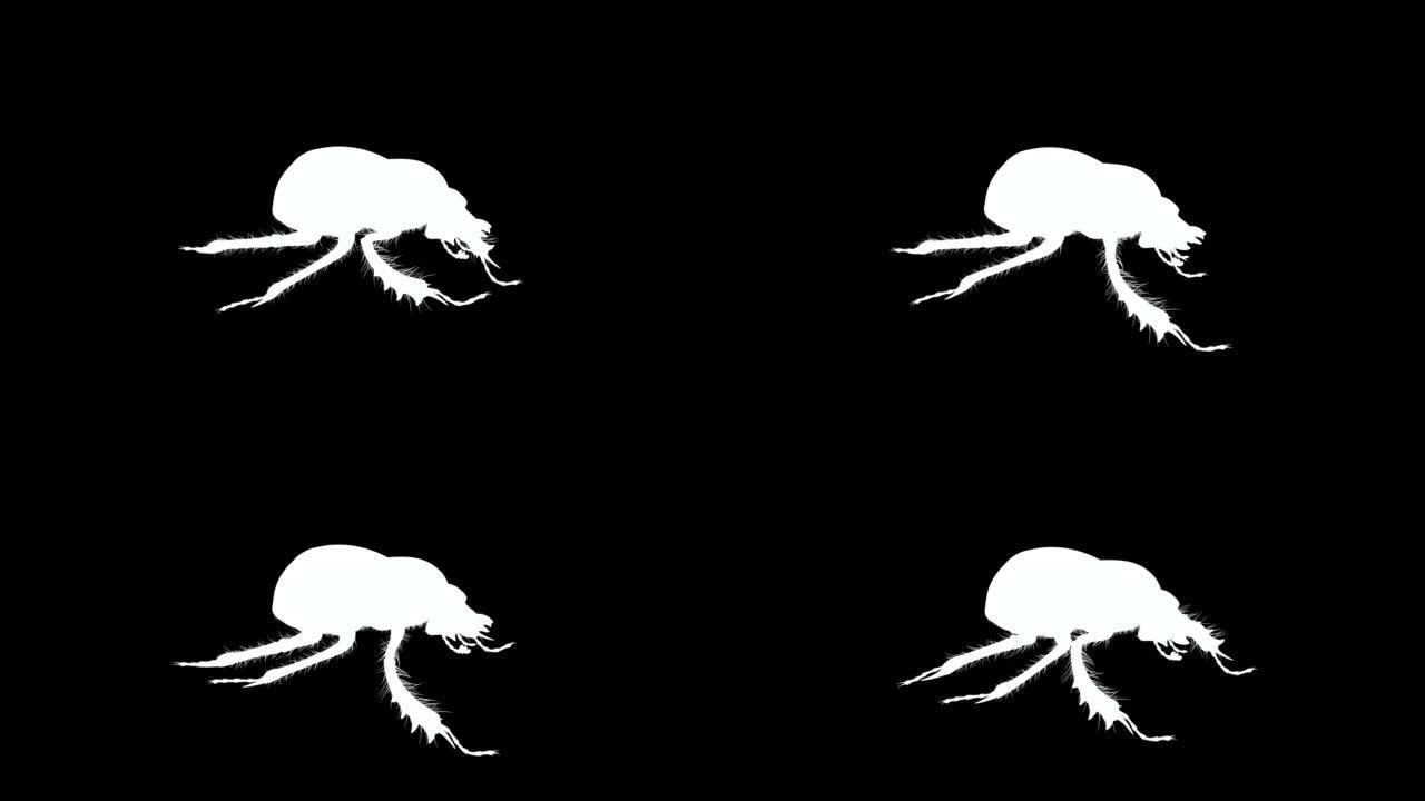 黑白左上视图粪甲虫循环动画素材