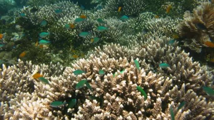印度尼西亚巴厘岛的珊瑚礁和水生植物。