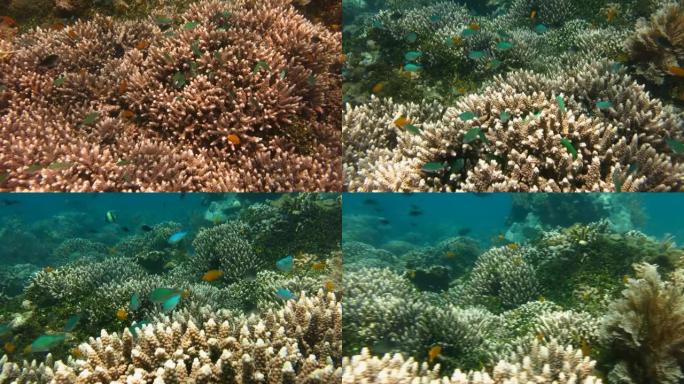 印度尼西亚巴厘岛的珊瑚礁和水生植物。